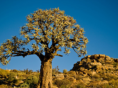 알로에 디코토마 사진 - Aloe dichotoma Masson Photos