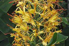 헤디키움 가드네리아눔 - Hedychium gardnerianum