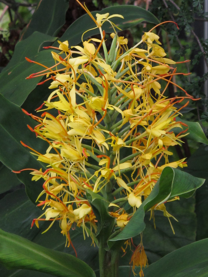 헤디키움 가드네리아눔 - Kahili Ginger, Kahila Garland-lily, Hedychium gardnerianum
