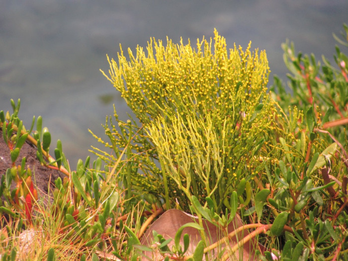 솔잎란 - Psilotum nudum 