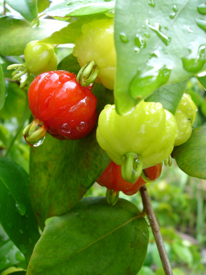 아세로라 - Acerola, Malphigia emaginata D.C. / 말피기과(Malpighiaceae)