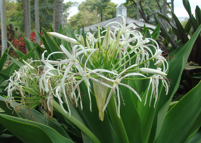 긴꼬리문주란 - Ornithogalum longibracteatum, Crinum asiaticum var. japonicum