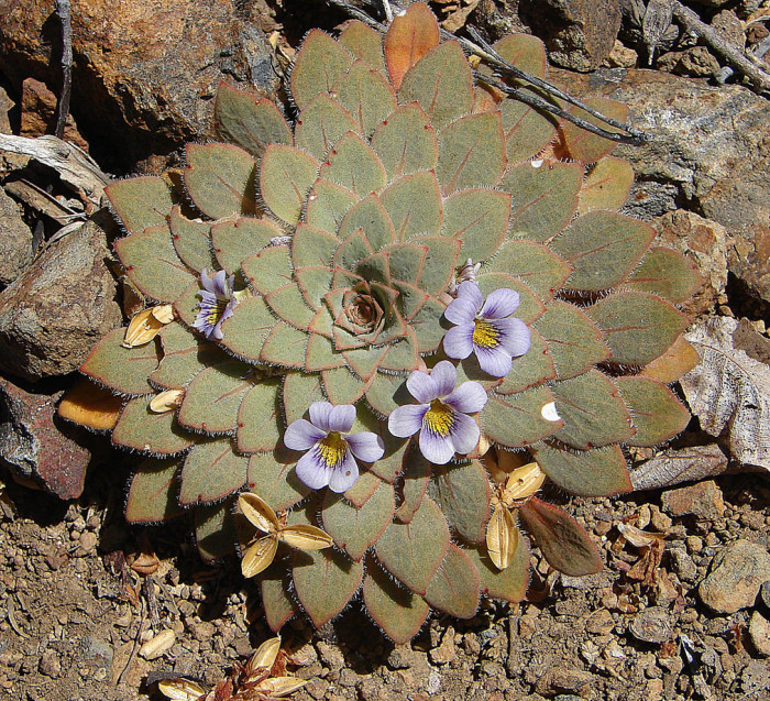 바이올라 로서라타 - Viola rosulata