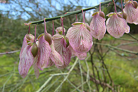 폴리갈라 비르가타 - Polygala virgata Thunb