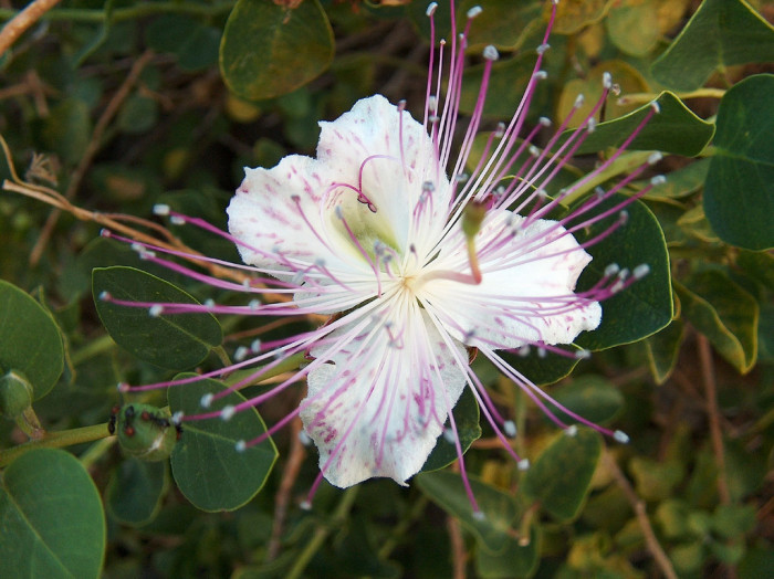 케이퍼 - Caper bush, Capparis Spinosa