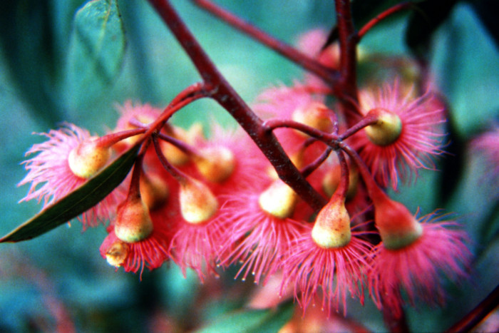유칼립투스 - Eucalyptus, Eucalyptus globulus