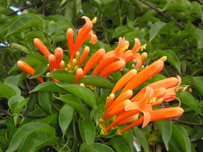 파장화 - Flame vine, Orange trumpet creeper, Pyrostegia venusta
