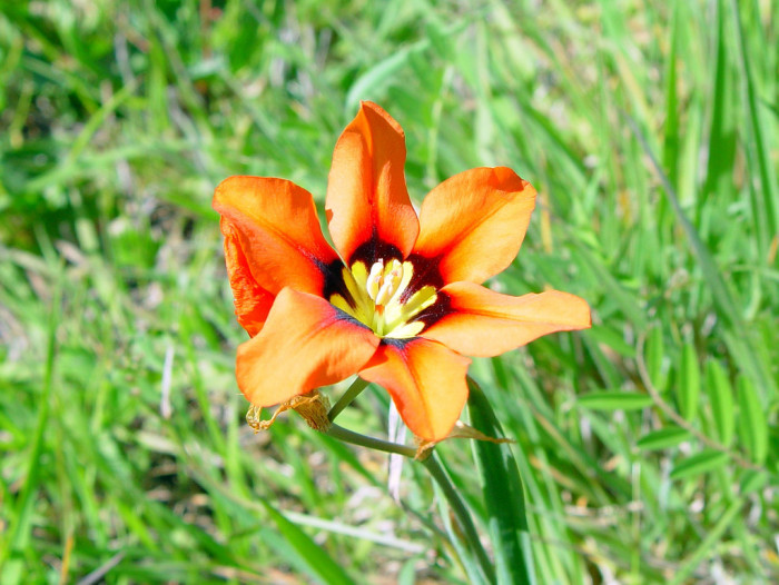 스파락시스 - wandflower, Sparaxis tricolor
