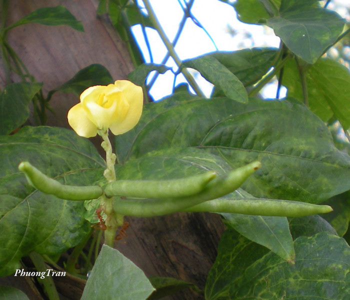 팥 - Red bean, Phaseolus angularis (Willd.) W. Wight