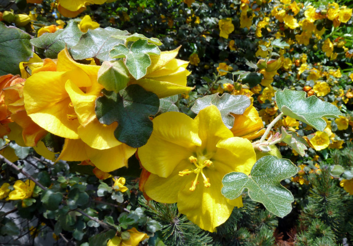 칼리포르니쿰 프레몬토덴드론 - Fremontodendron californicum