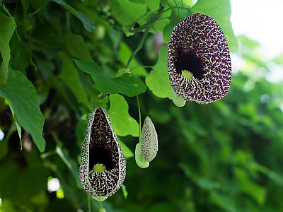 Aristolochia elegans 사진 - Aristolochia elegans Photos