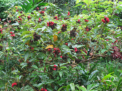 홍목 사진 - Annatto tree Photos