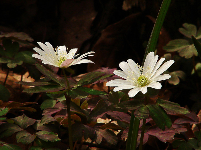 꿩의바람꽃 - Anemone raddeana Regel