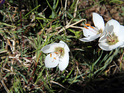 Geissorhiza monanthos 사진 - Geissorhiza monanthos Eckl. Photos