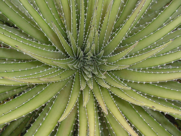 딕키아 - Dyckia