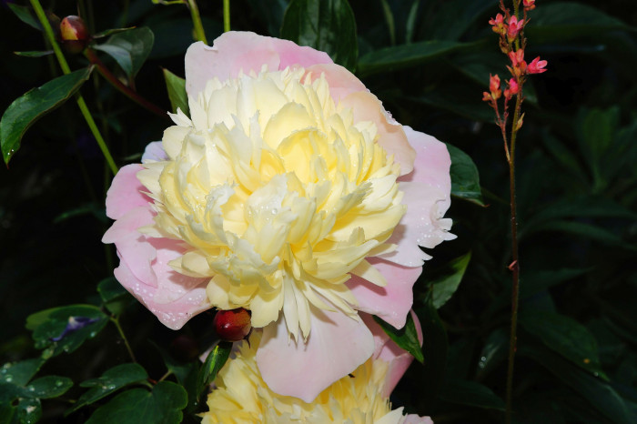 작약 - Chinese peony, Paeonia lactiflora Pall.