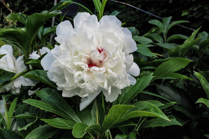 백작약 - paeonia japonica