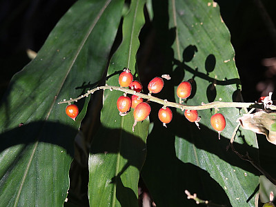 꽃양하 사진 - Alpinia japonica (Thunb.) Miq. Photos