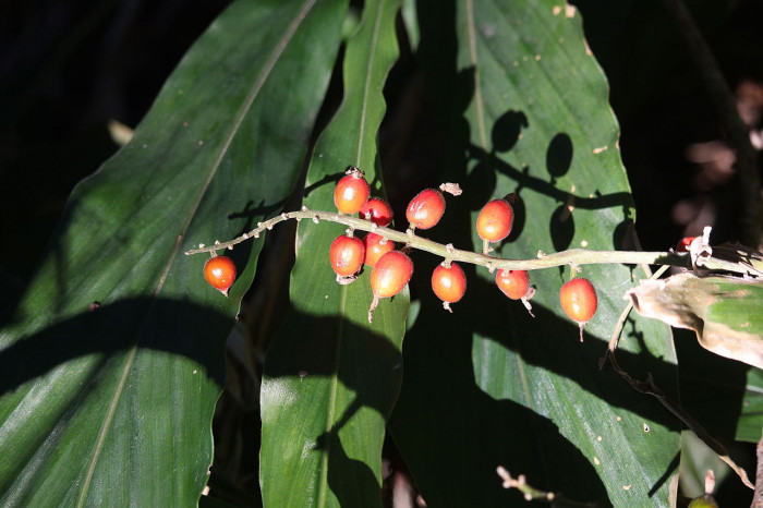 꽃양하 - Alpinia japonica (Thunb.) Miq.