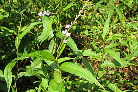 꽃여뀌 - Persicaria conspicua (Nakai) Nakai ex Mori