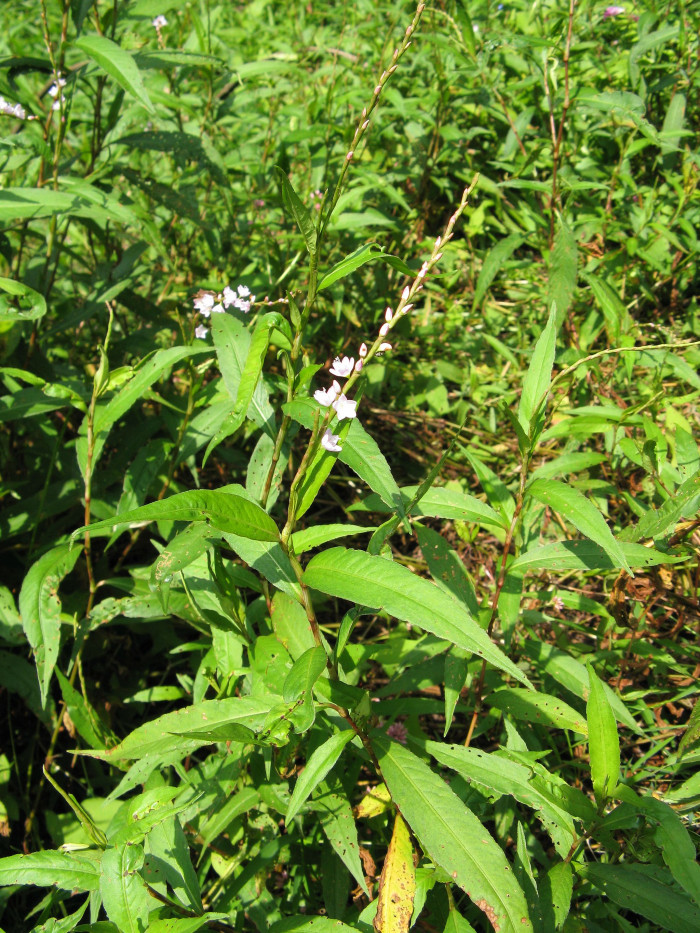 꽃여뀌 - Persicaria conspicua (Nakai) Nakai ex Mori