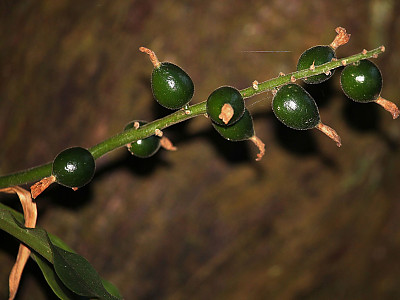 꽃양하 사진 - Alpinia japonica (Thunb.) Miq. Photos