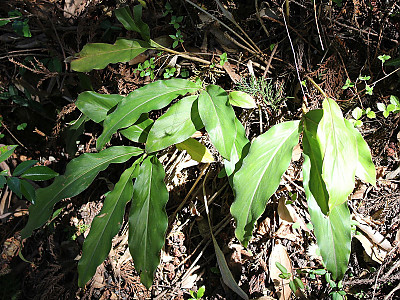꽃양하 사진 - Alpinia japonica (Thunb.) Miq. Photos
