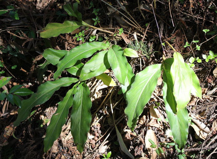 꽃양하 - Alpinia japonica (Thunb.) Miq.