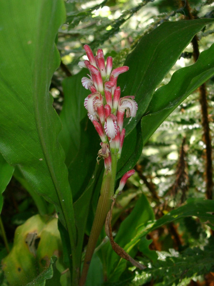 꽃양하 - Alpinia japonica (Thunb.) Miq.