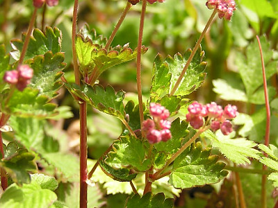 나도물통이 사진 - Nanocnide japonica Blume Photos