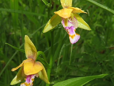 닭의난초 사진 - Epipactis thunbergii A.Gray Photos