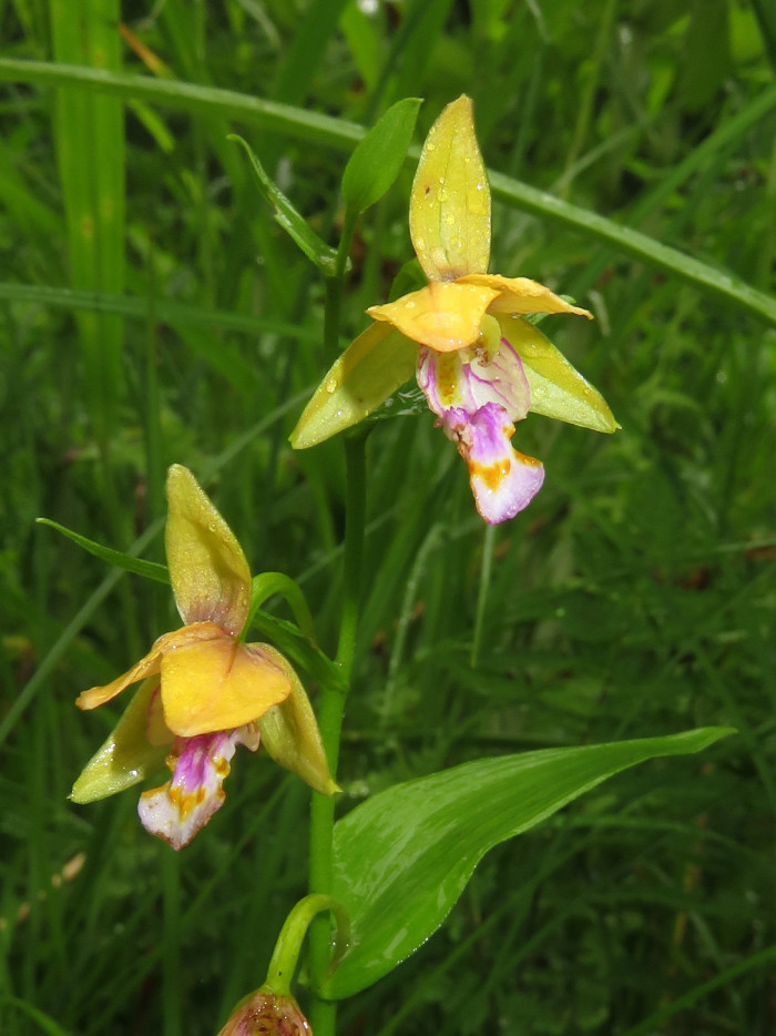 닭의난초 - Epipactis thunbergii A.Gray