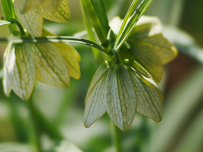 중국패모 사진 - Fritillaria thunbergii Miq. Photos