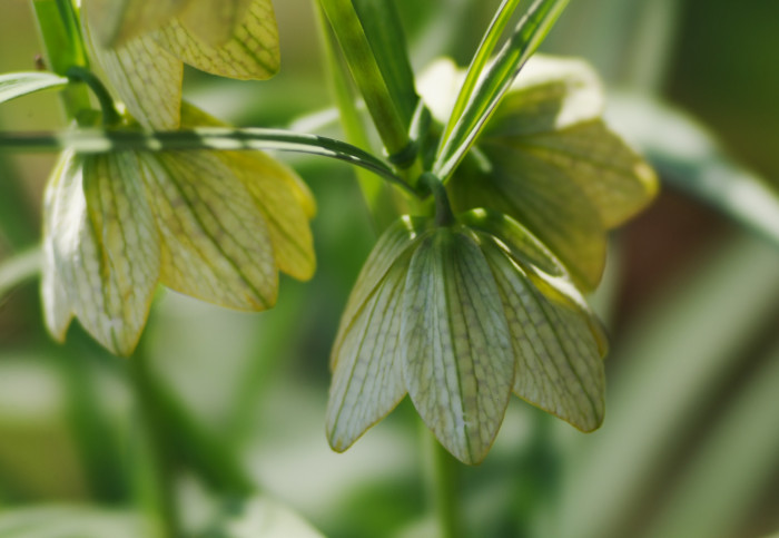 중국패모 - Fritillaria thunbergii Miq.