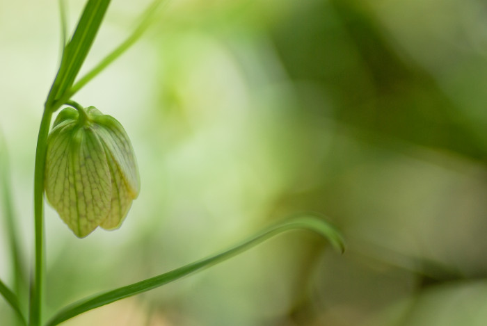 중국패모 - Fritillaria thunbergii Miq.