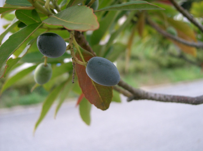 담팔수 - Elaeocarpus sylvestris var. ellipticus (Thunb.) H.Hara