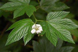 거문딸기 - Rubus trifidus Thunb.