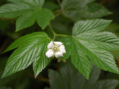 거문딸기 사진 - Rubus trifidus Thunb. Photos