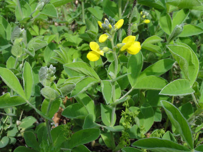 갯활량나물 - Thermopsis lupinoides (L.) Link