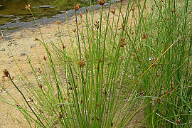갯하늘지기 - Fimbristylis ferruginea var. sieboldii (Miq.) Ohwi