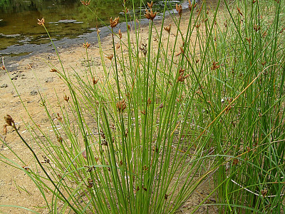 갯하늘지기 사진 - Fimbristylis ferruginea var. sieboldii (Miq.) Ohwi Photos
