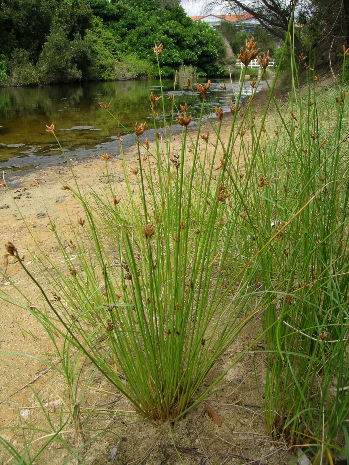 갯하늘지기 - Fimbristylis ferruginea var. sieboldii (Miq.) Ohwi