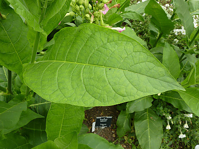 담배 사진 - Nicotiana tabacum L. Photos