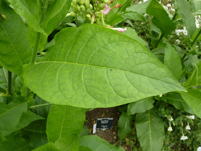 담배 - Nicotiana tabacum L.