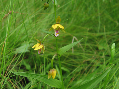 닭의난초 사진 - Epipactis thunbergii A.Gray Photos