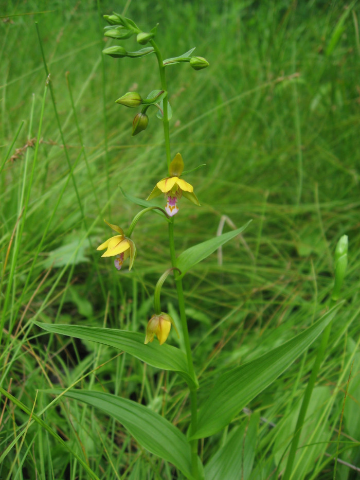 닭의난초 - Epipactis thunbergii A.Gray