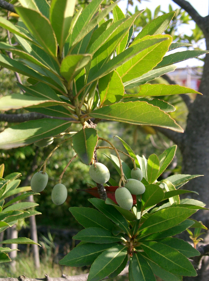 담팔수 - Elaeocarpus sylvestris var. ellipticus (Thunb.) H.Hara