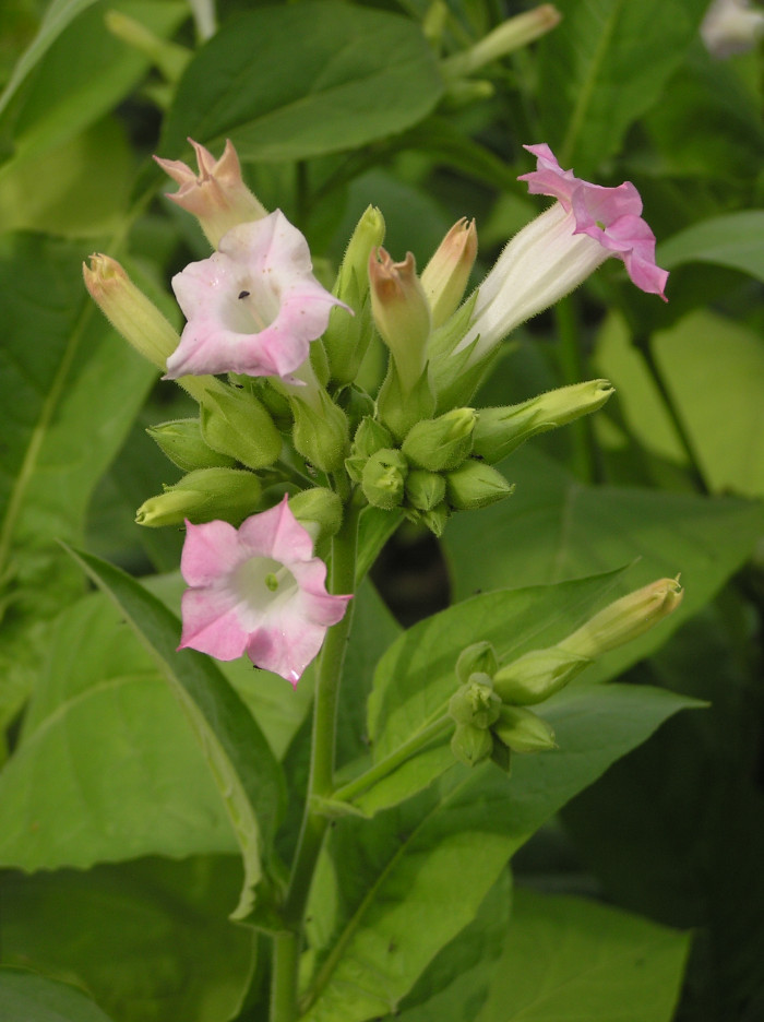 담배 - Nicotiana tabacum L.
