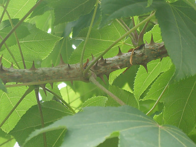 음나무 사진 - Kalopanax septemlobus (Thunb. ex Murray) Koidz. Photos