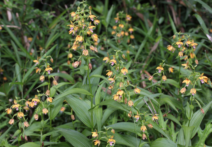 닭의난초 - Epipactis thunbergii A.Gray